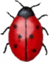 Coccinella для macOS логотип